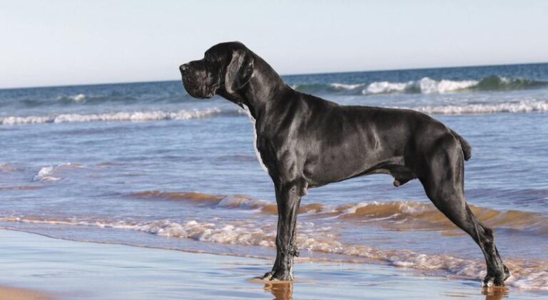 Poznaj dogi niemieckie: Charakterystyka i niepowtarzalny opis tej majestatycznej rasy