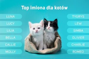 Szeptem do serca: odkrywamy najpiękniejsze imiona dla naszych kocich przyjaciół