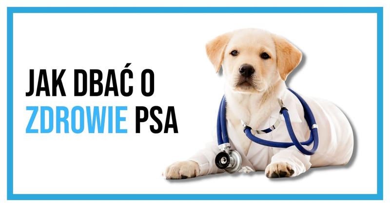 Alternatywy dla psa w diecie