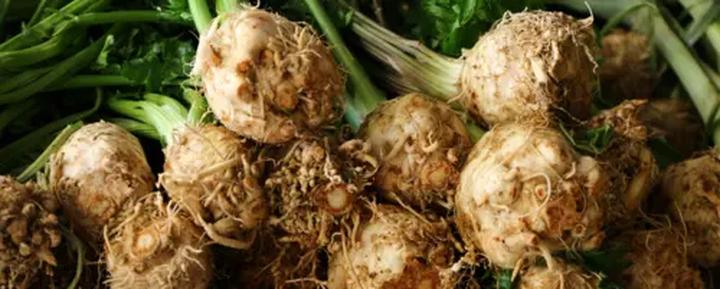 Bezpieczeństwo selera dla psów