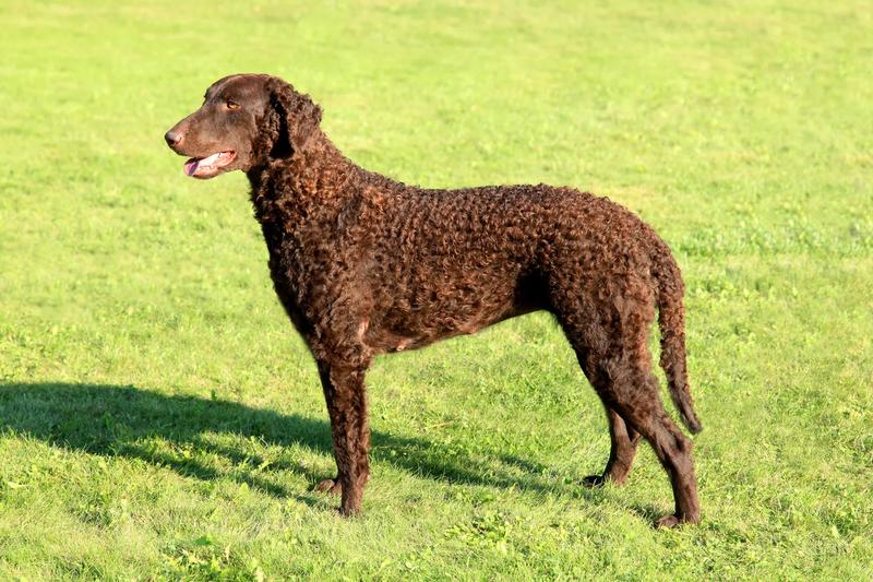 Cecha fizyczna Curly Coated Retriever
