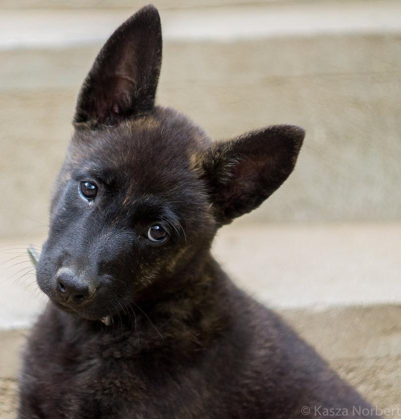 Cechy fizyczne Dutch Shepherd