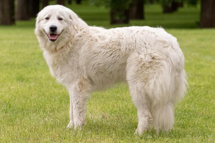 Cechy fizyczne Maremma Sheepdog