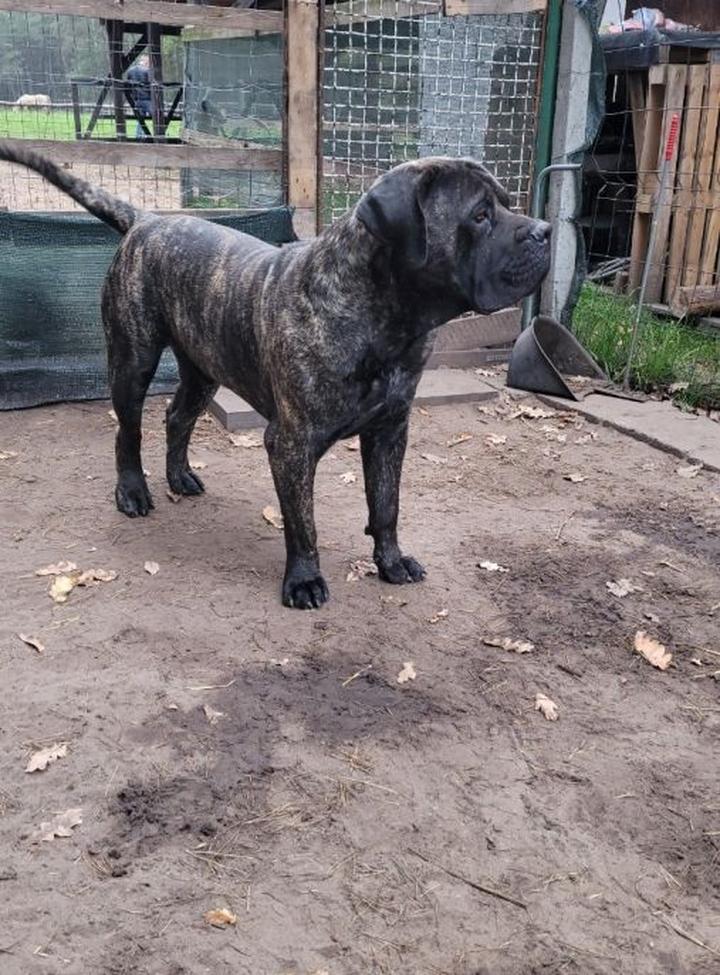 Charakterystyka Boerboela