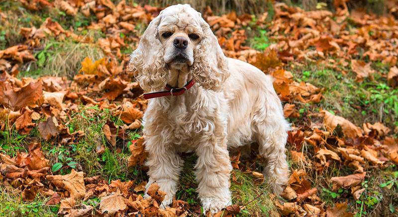 Charakterystyka cocker spaniela