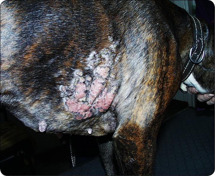 Chłoniak u psa objawy