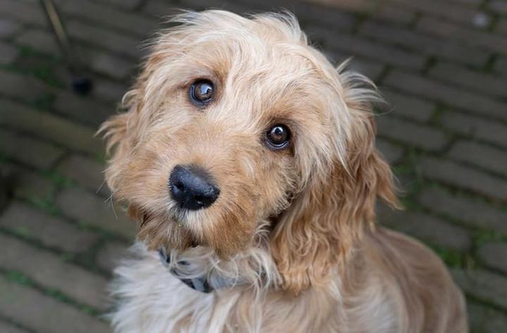 Cockapoo wyzwania