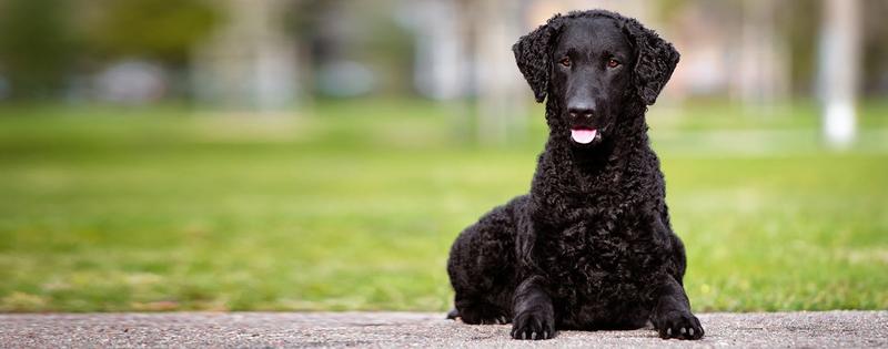 Curly Coated Retriever charakterystyka