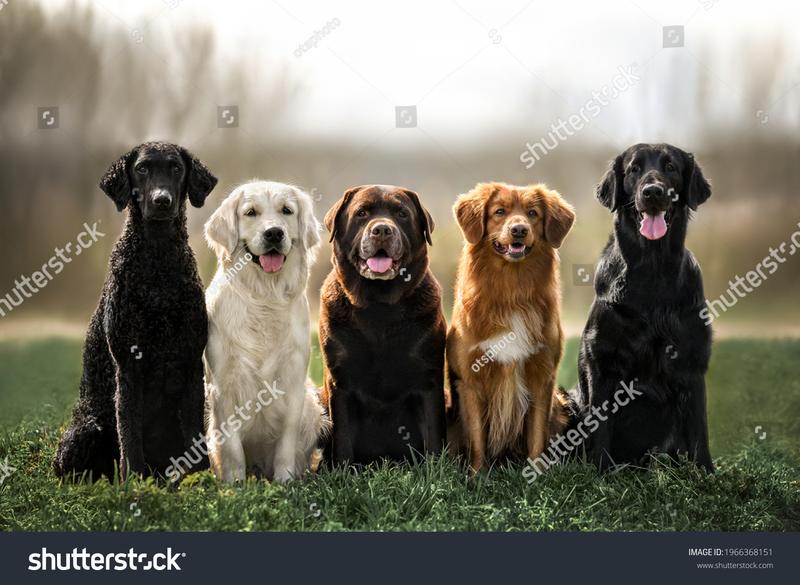 Curly Coated Retriever historia
