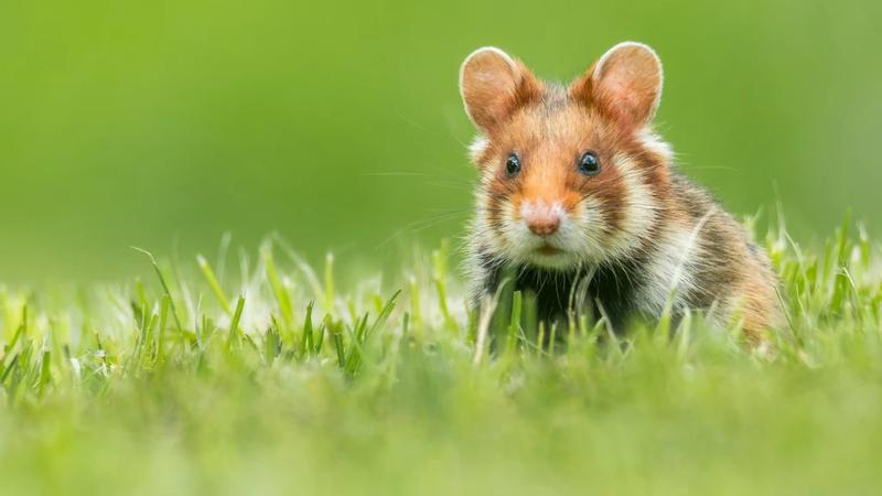 Czy pomidory są dobre dla chomików