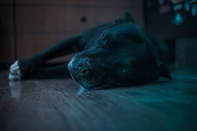 Diagnoza nerek u psów