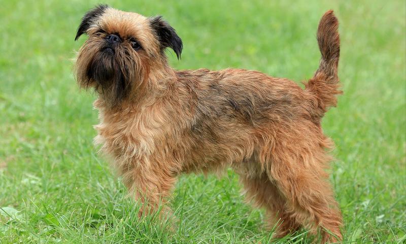 Historia brussels griffona