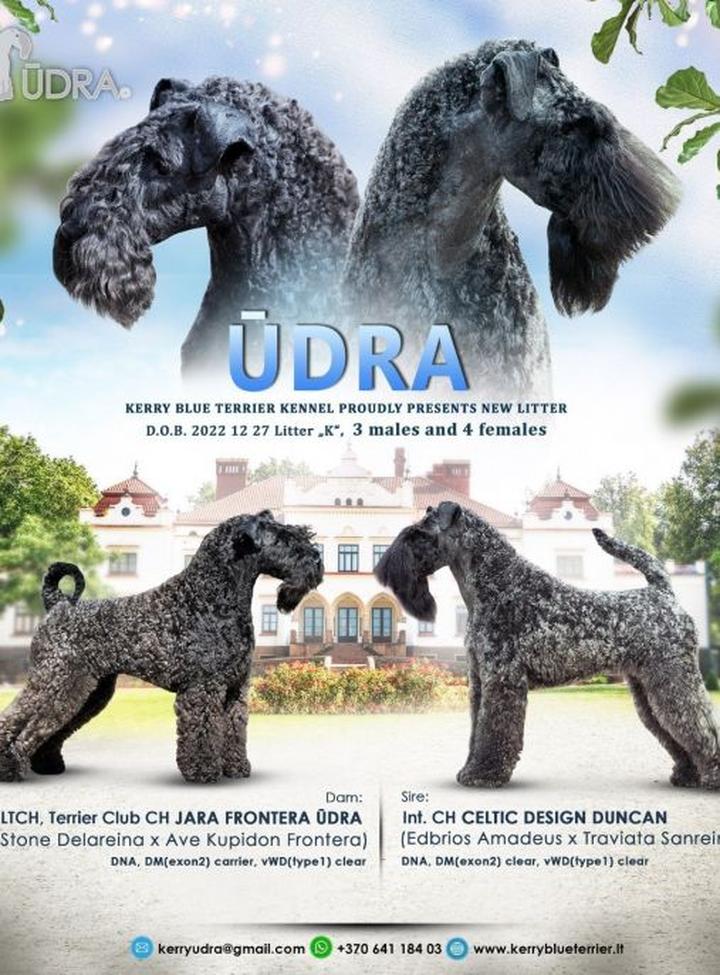 Historia kerry blue terriera