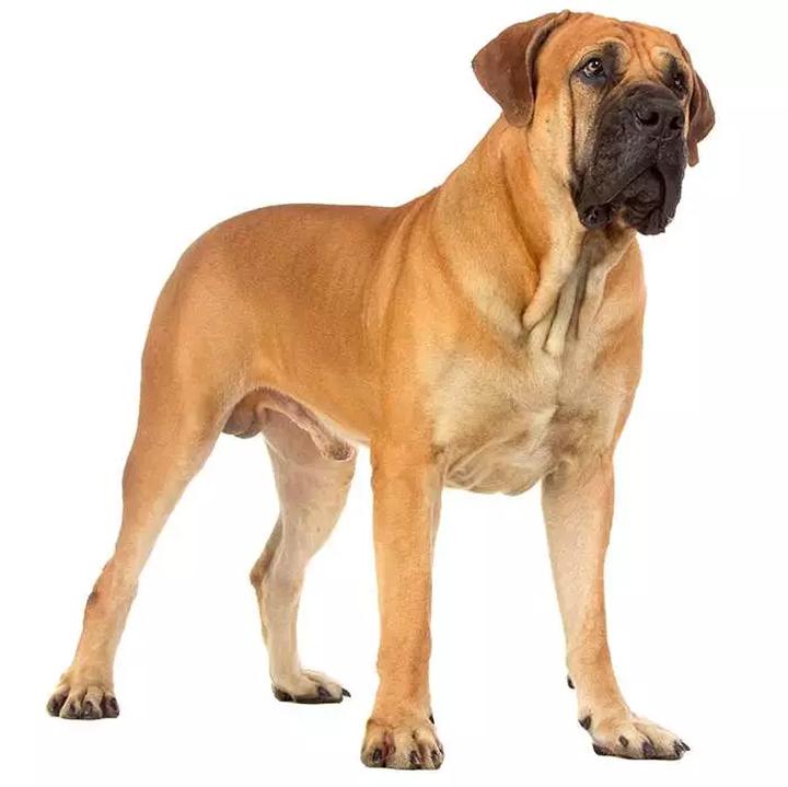 Historia rasy Boerboel