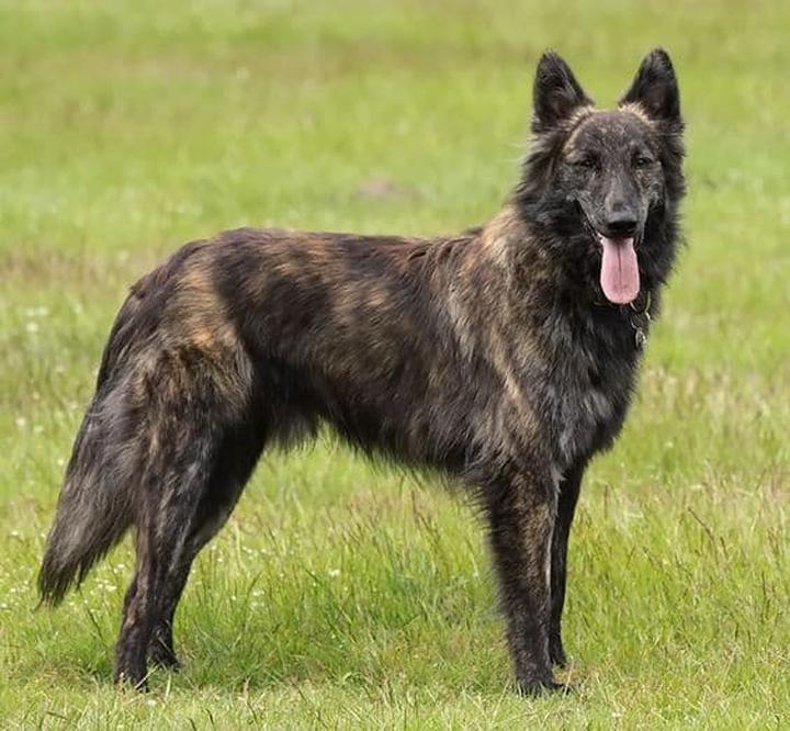 Historia rasy Dutch Shepherd