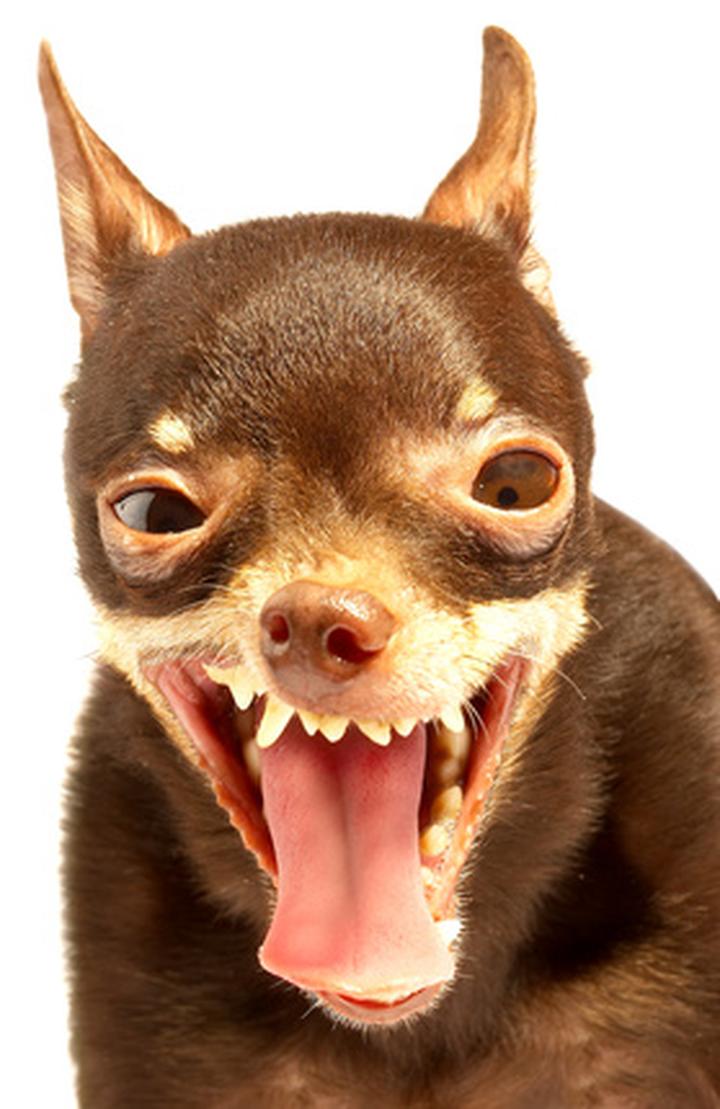 Jak nauczyć psa szczekać