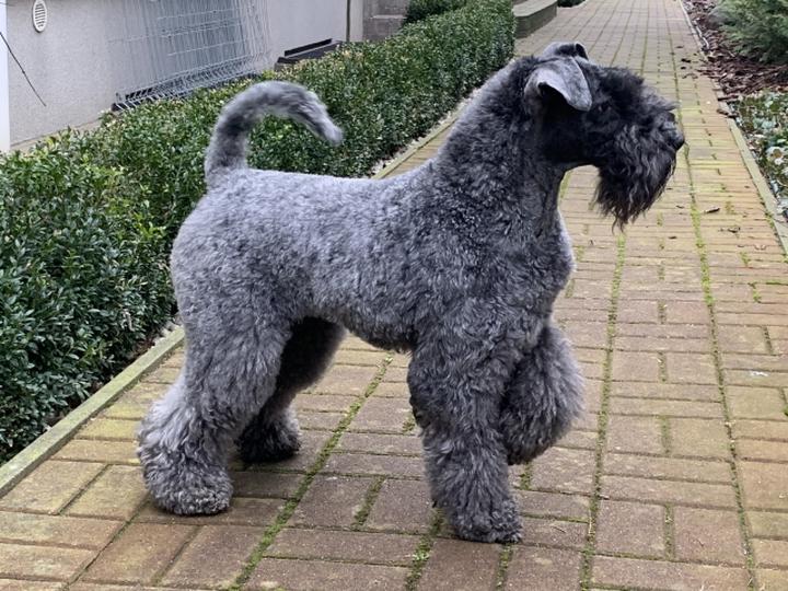 Kerry blue terrier charakterystyka
