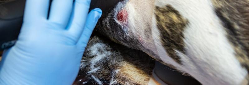 Leczenie chłoniaka u psów