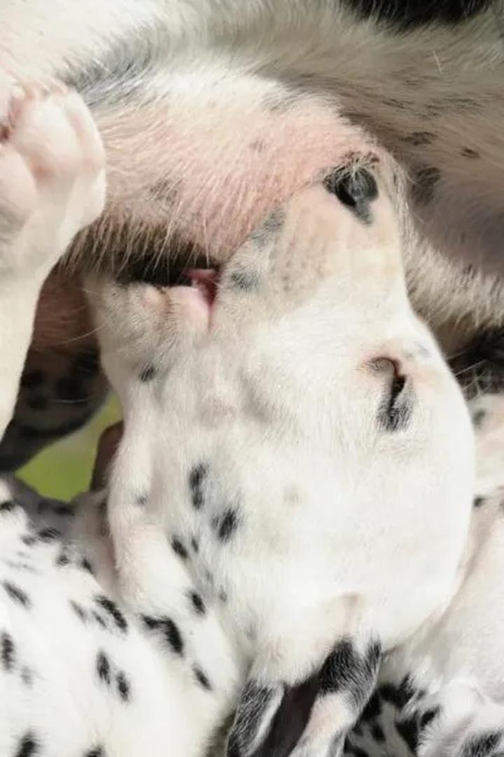 Leczenie czkawki u zwierząt domowych