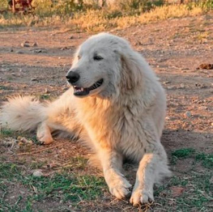 Maremma Sheepdog charakterystyka