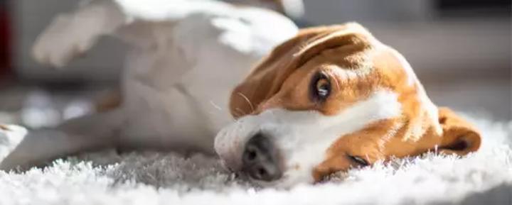 Medycyna weterynaryjna