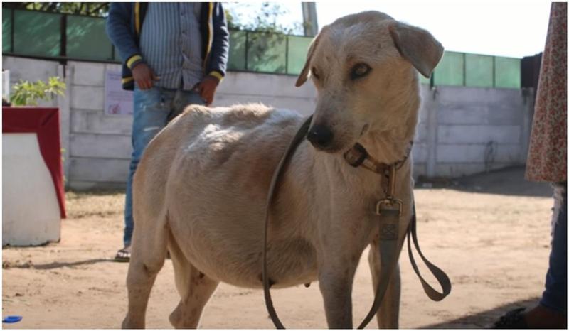 Objawy chorób u psa