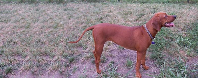 Opis rasy Redbone Coonhound