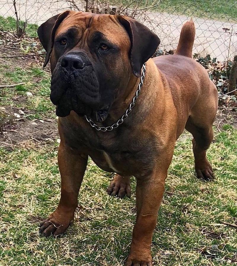 Pielęgnacja Boerboela