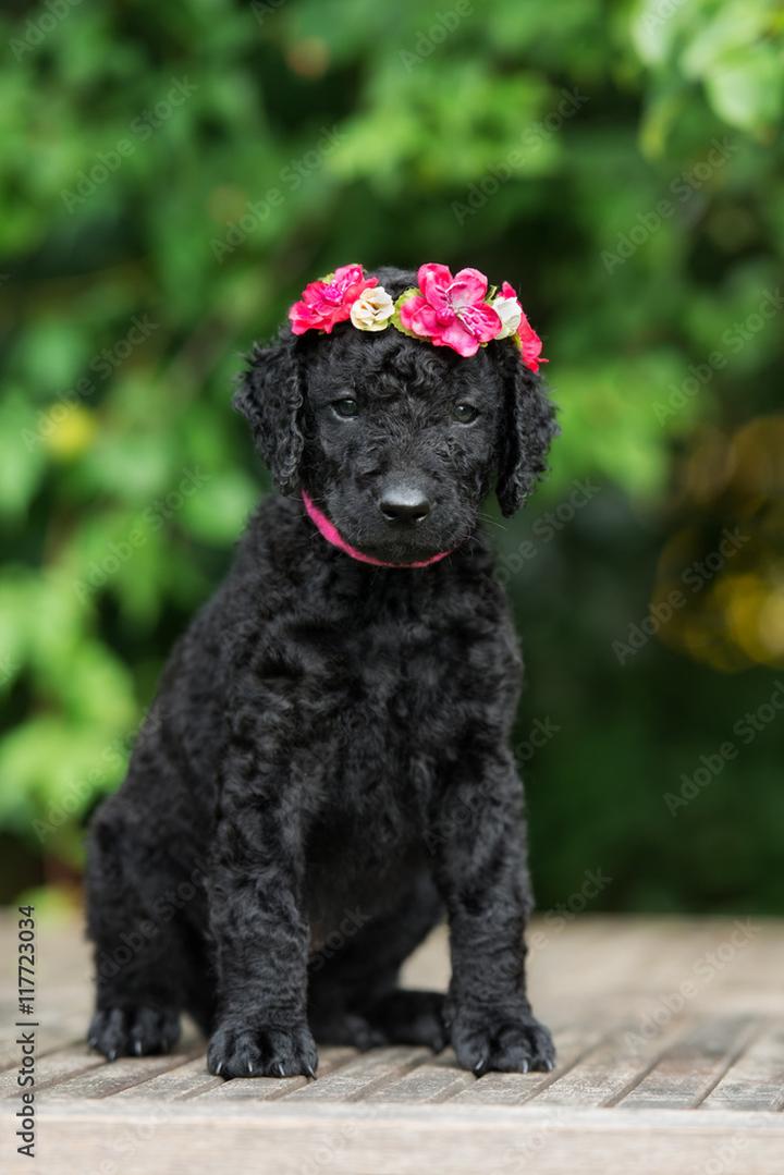 Pielęgnacja Curly Coated Retriever