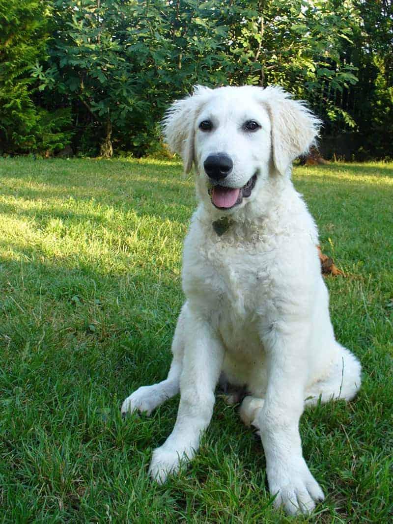 Pielęgnacja kuvasza