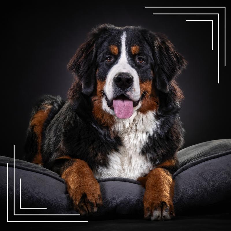 Pielęgnacja psów rasowych