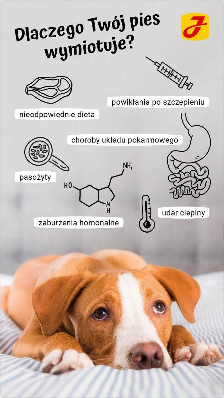 Pierwsza pomoc dla psa