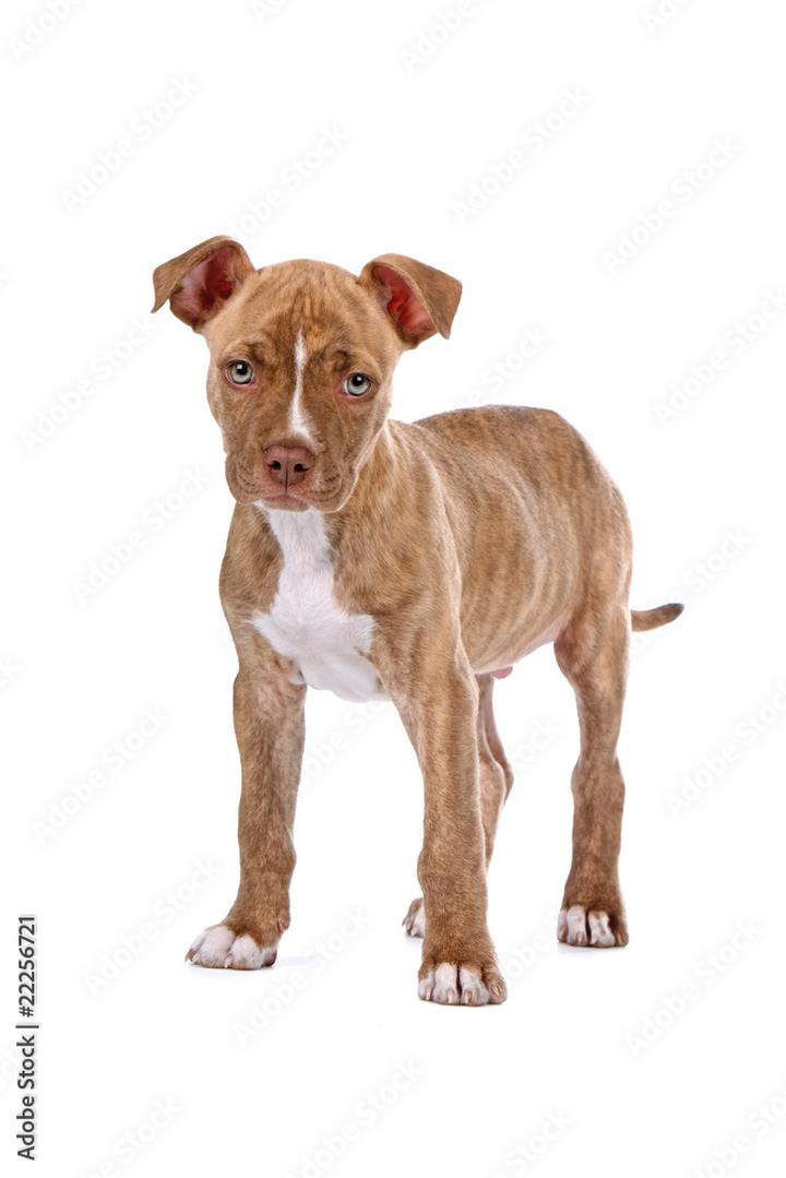 Pitbull Red Nose charakterystyka