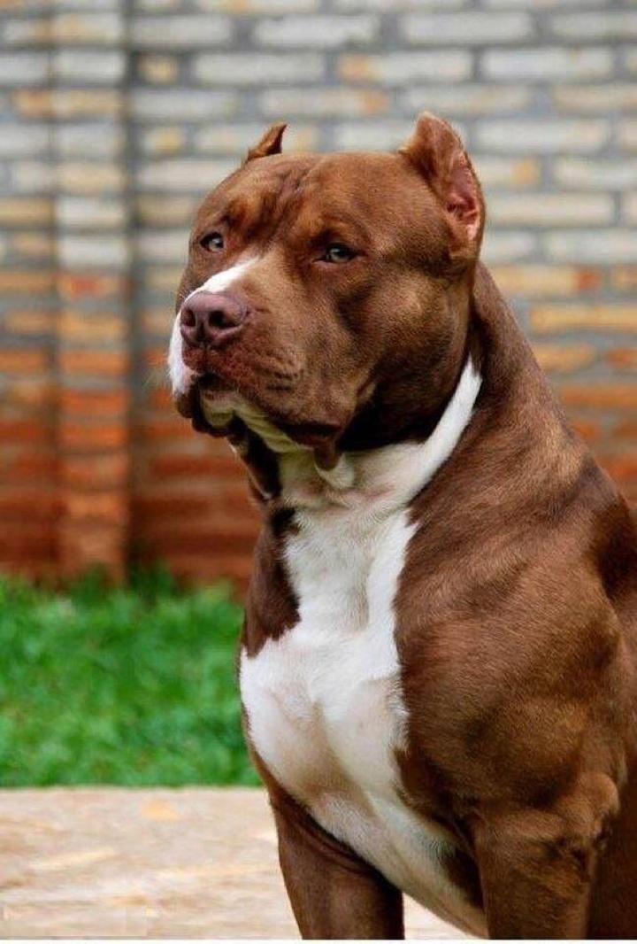Pitbull Red Nose pielęgnacja i zdrowie