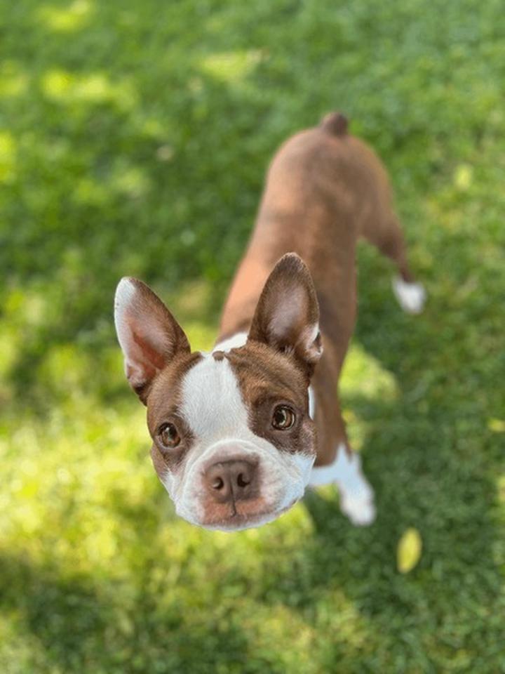 Pochodzenie boston terriera