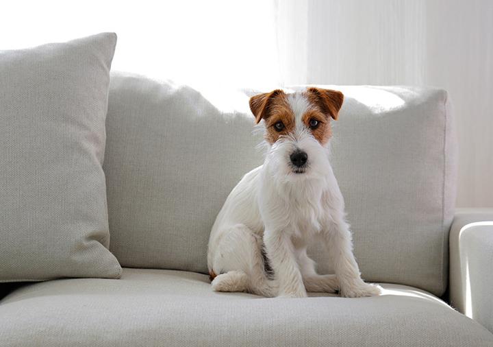 Przyczyny czkawki u psów