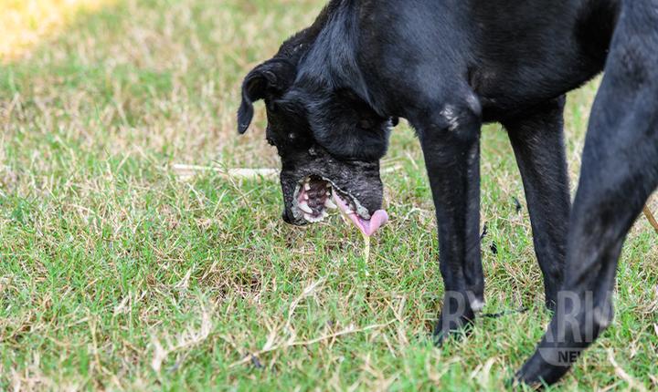 Przyczyny wymiotów u psa