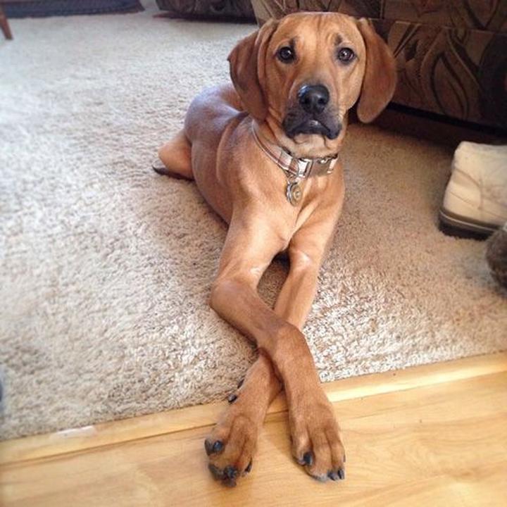 Redbone Coonhound charakterystyka