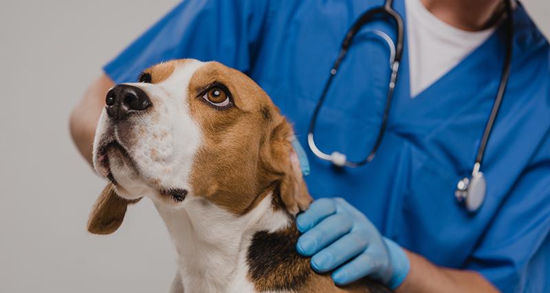 Szkodliwość skorupki jajek