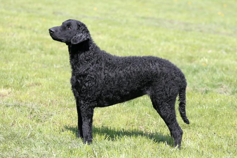Temperament Curly Coated Retriever