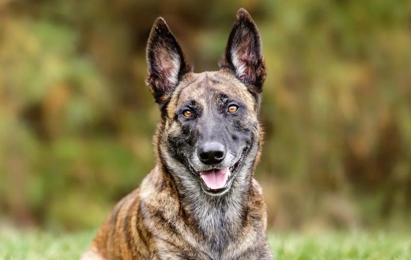 Temperament Dutch Shepherd