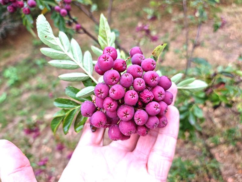 Właściwości odżywcze jarzębiny