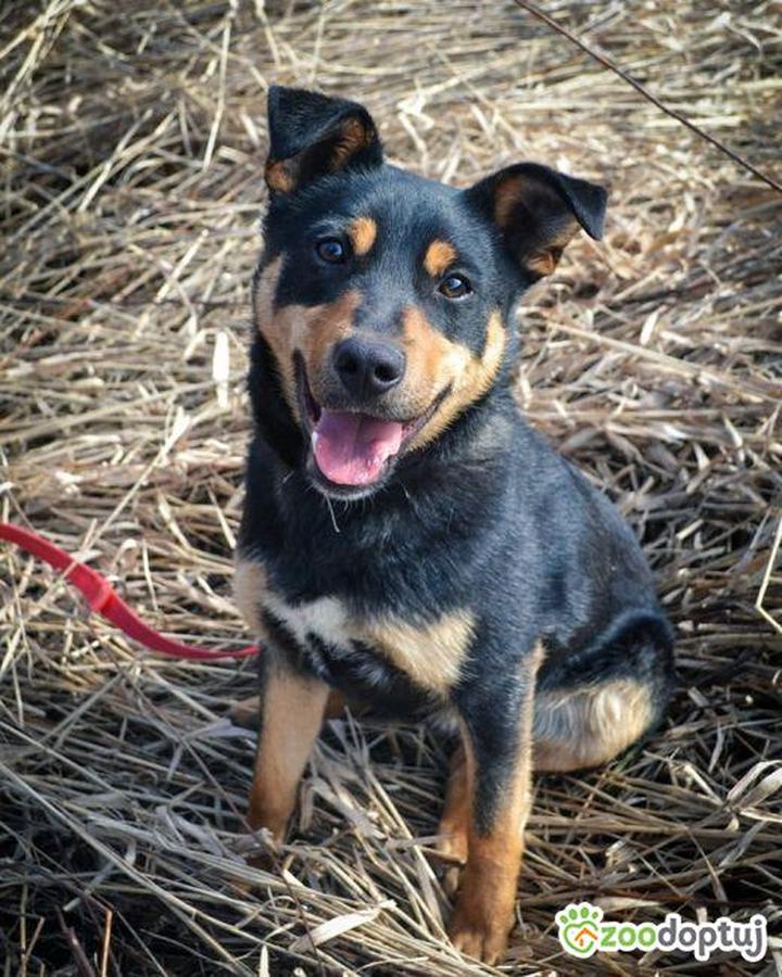 Wpływ groszku na zdrowie psa