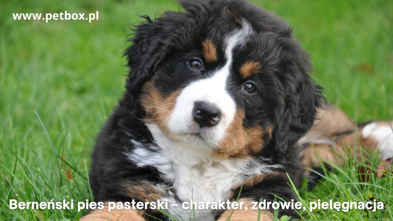 Wprowadzanie pokarmów do diety psa