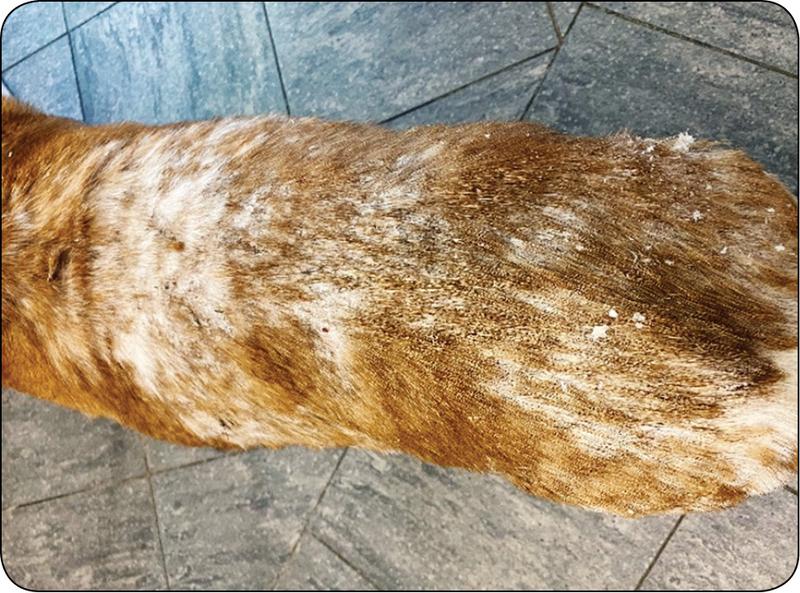 Wsparcie dla właścicieli psów