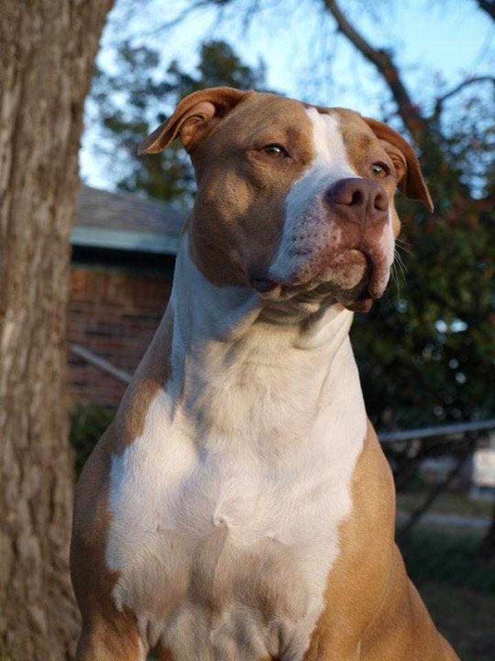 Wychowanie Pitbull Red Nose
