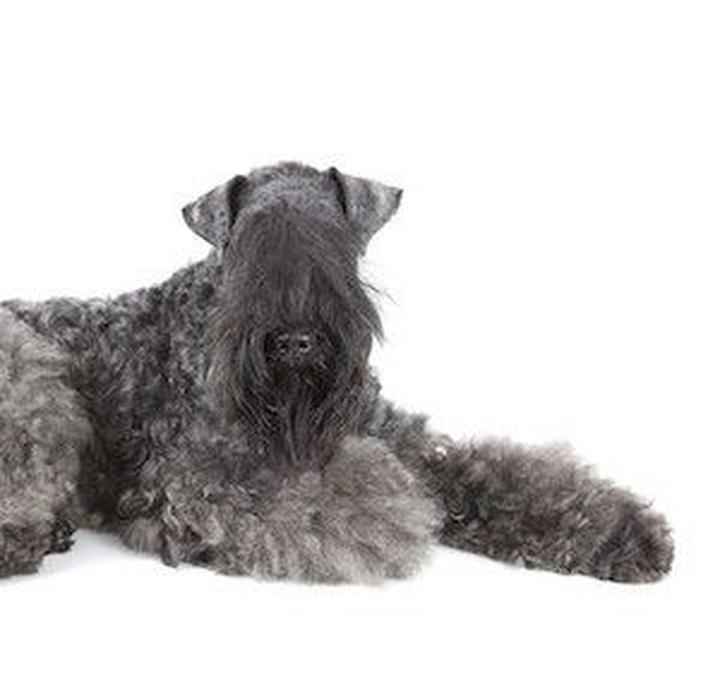 Zachwycający wygląd kerry blue terriera