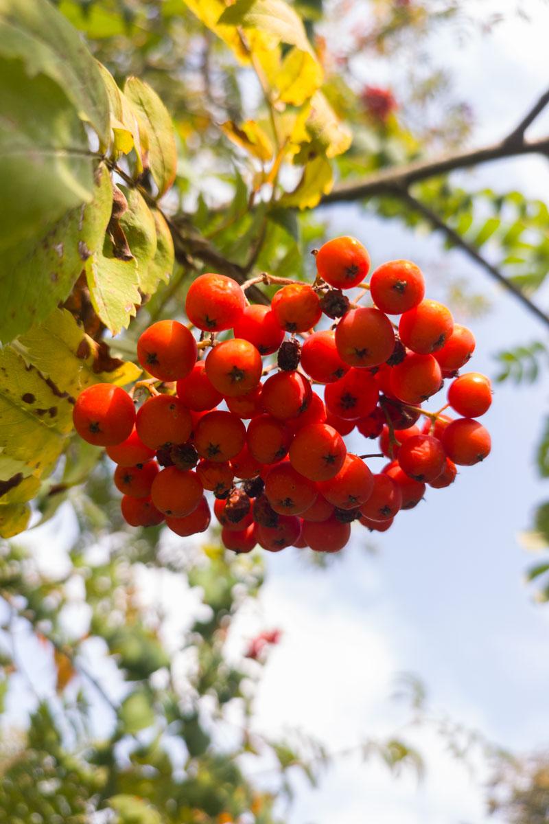 Zagrożenia jarzębiny dla psów