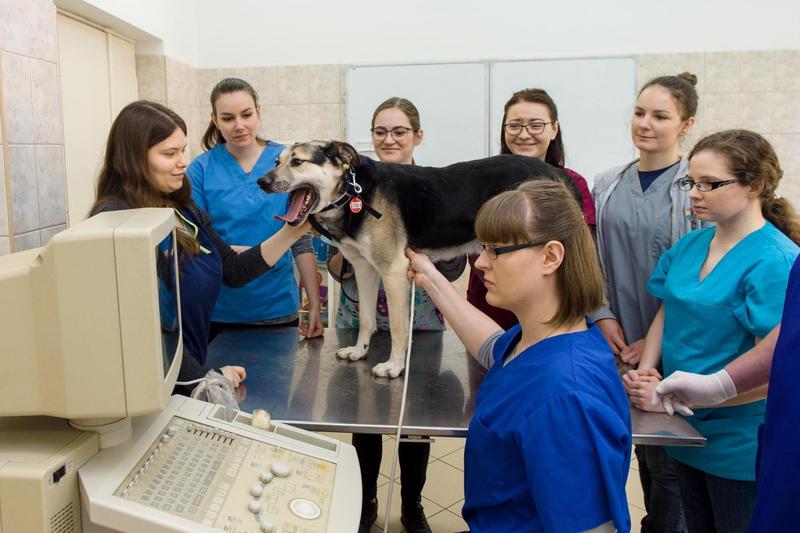 Zalecenia dietetyczne dla psa