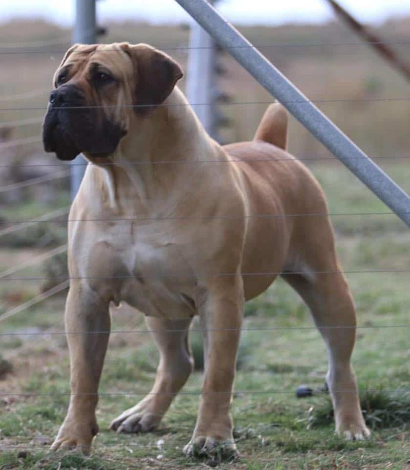 Zdrowie Boerboela